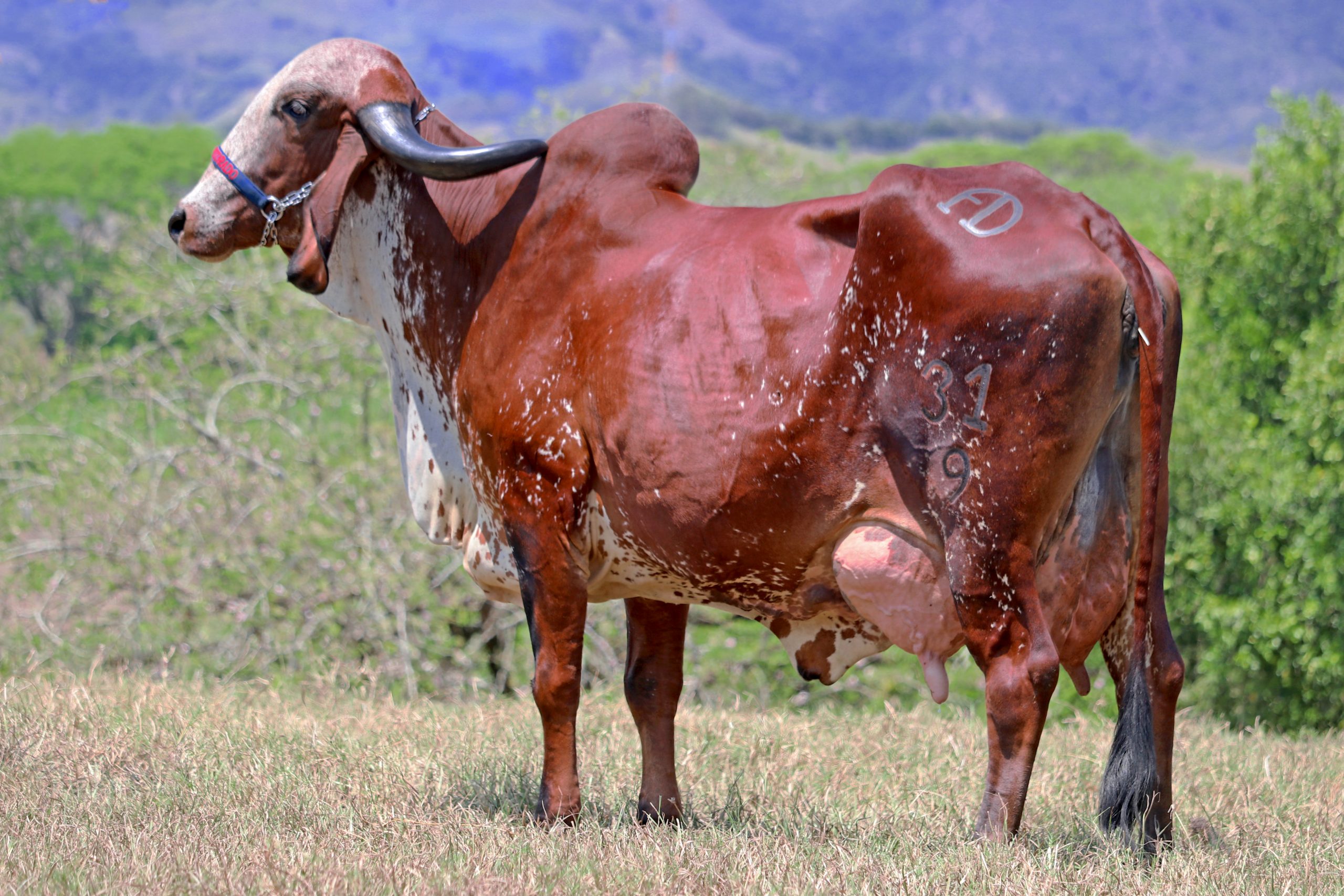 Lo mejor del ganado gyr lechero estará en la reserva especial el