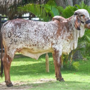 El Golfo de Morrosquillo se convierte en el escenario de una genética excepcional: llega el Remate De Sucre para el Trópico