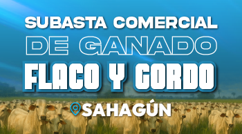 Subasta Comercial de Ganado Flaco y Gordo – Sahagún