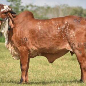 El 2026 abre con genética de alto nivel: Gran Remate El Gyr de Alicante e Invitados V