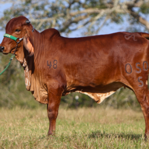 Subastar impulsa “Fuerza Córdoba”, el Gran Remate Solidario Multirazas: el campo unido en apoyo a las familias afectadas