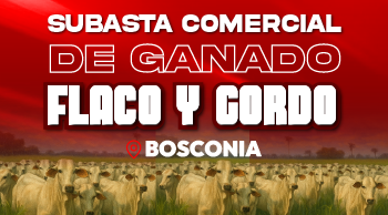 Subasta Comercial de Ganado Flaco y Gordo – Bosconia