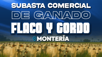 Subasta Comercial de Ganado Flaco y Gordo – Montería