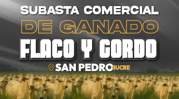 Subasta Comercial de Ganado Flaco y Gordo – San Pedro