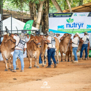 Con cerca de 1.300 inscripciones, Expoterneros 2026 rompe récord y ratifica su liderazgo en el juzgamiento de ganado bovino joven
