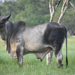 El Cesar se viste de genética de alto nivel con el Remate “La Esencia de Nuestra Raza»