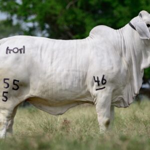 Genética y Tradición del Brahman Gris: una cita con la excelencia ganadera en Bogotá, con el respaldo de Subastar