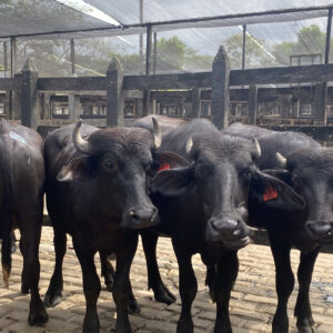 “Subasta Solo Búfalos” regresa a Subastar Sahagún tras una primera jornada exitosa