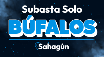 Subasta Solo Búfalos