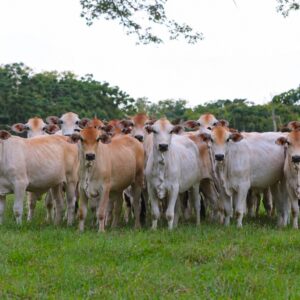 Subastar y Ganadería LA Vittoriana Presentan el Primer Gran Evento Exclusivo para la Raza Sindi en Colombia
