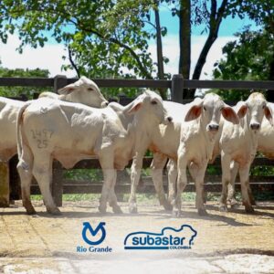 Rio Grande Genética Superior llega a Subastar Bosconia con una oferta de alto nivel para fortalecer los hatos