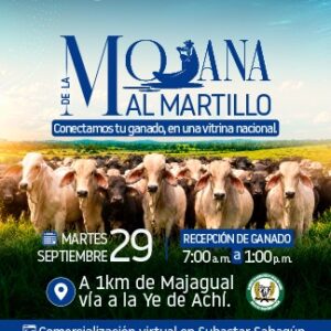 “De la Mojana al Martillo”: Subastar abre una nueva vitrina comercial para los ganaderos de Majagual y la región