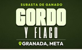 GANADO GORDO Y FLACO GRANADA_VISTA PREVIA