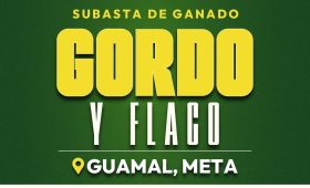 GANADO GORDO Y FLACO GUAMAL_VISTA PREVIA