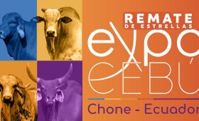 REMATE EXPOCEBU CHONE (ADAPTACIONES )_VISTA PREVIA