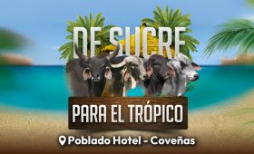 SUCRE PARA EL TRÓPICO - ADAPT_VISTA PREVIA